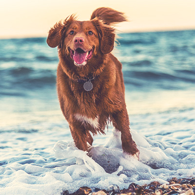 dog running in the surf