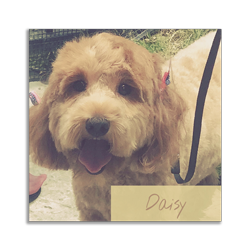 the-english-pet-nanny-testimonial-daisy-v3 daisy the dog
