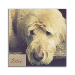 the-english-pet-nanny-testimonial-goldendoodle-beau-5 beau the goldendoodle