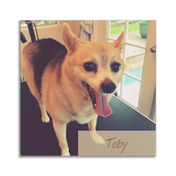 the-english-pet-nanny-testimonial-grooming-toby-4 toby the dog
