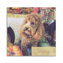 the-english-pet-nanny-testimonial-stanley stanley the dog