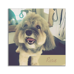 the-english-pet-nanny-testimonial-yorkie-poo-rosie rosie the yorkie poo